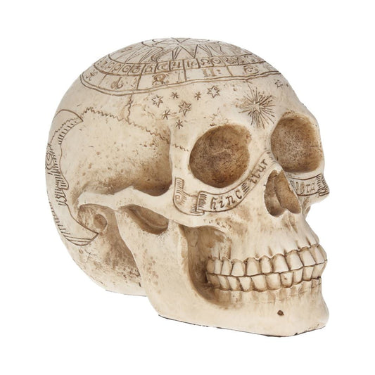 Astrological Skull Engraved With The Zodiac Circle 20cm