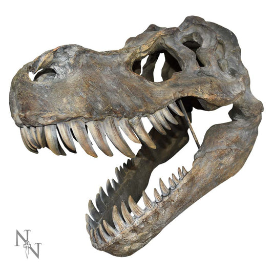 Tyrannosaurus Rex Large Dinsoaur Skull 51.5cm